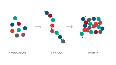 amino peptide protein large