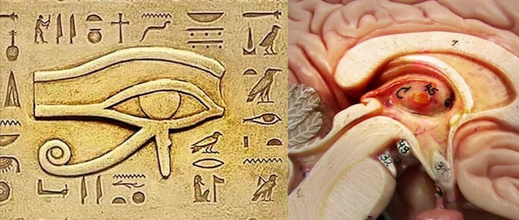 The pineal gland resembles the Eye of Horus